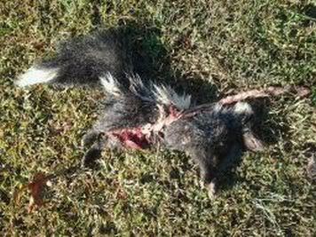skunk.jpg