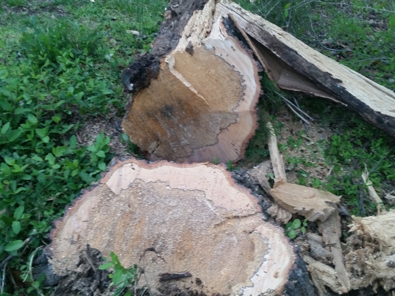 sm_badtree.jpg