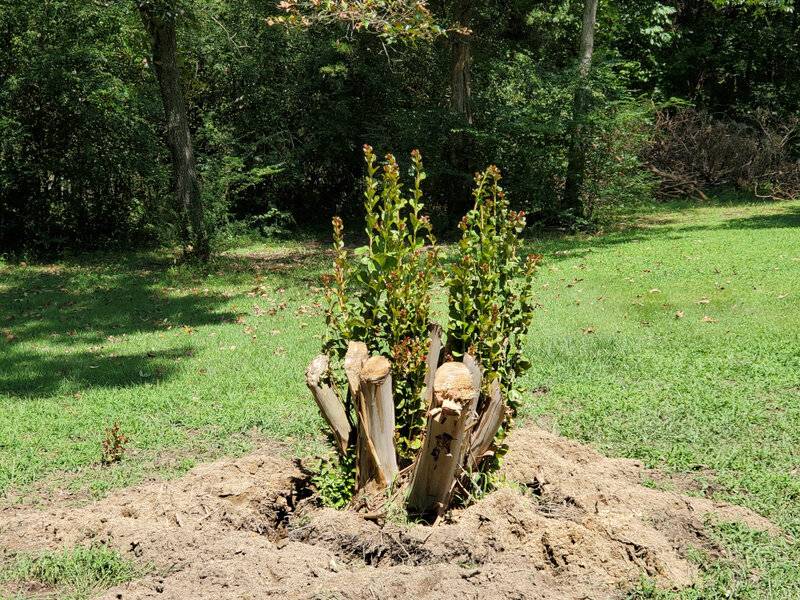 sm_crepemyrtle04.jpeg