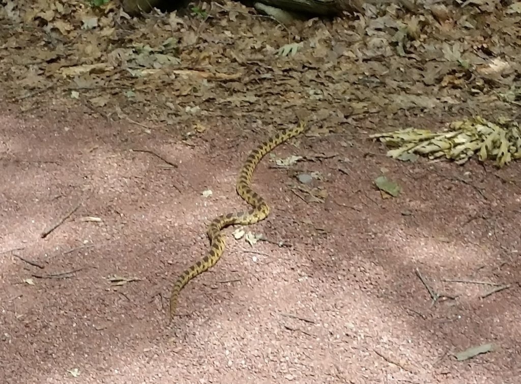Snake.jpg