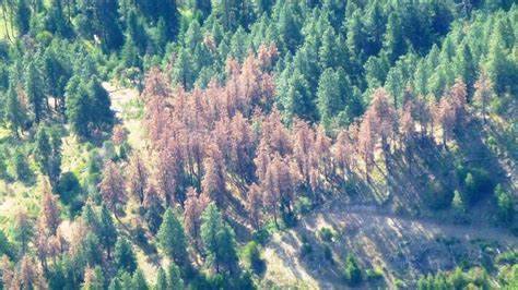 Sonora Bark Beetle kill trees.jpg