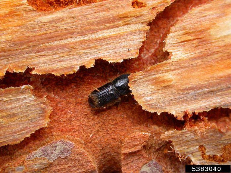 Sonora Bark Beetles - Western Pine.jpg