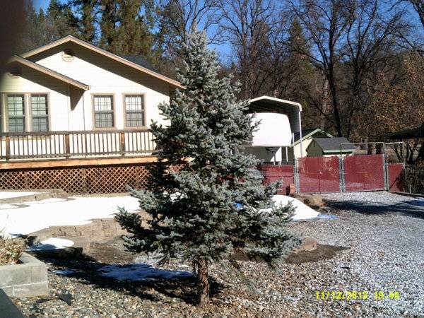 Sonora Blue Spruce tree.JPG