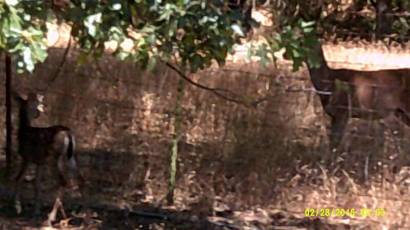 Sonora Deer Buck & 2 fawns Aug 8th.JPG