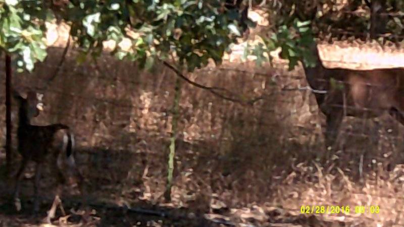 Sonora Deer Buck & 2 fawns Aug 8th.JPG