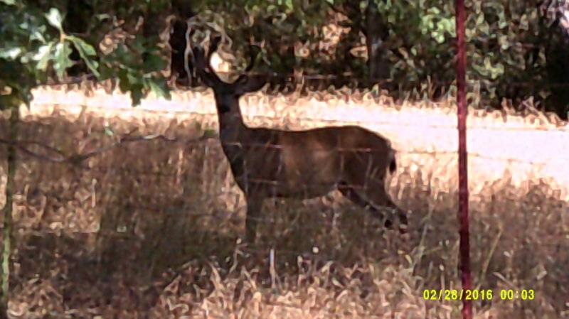 Sonora Deer Buck Aug 8th (1).JPG