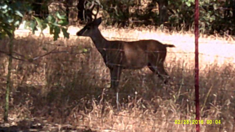 Sonora Deer Buck Aug 8th (2).JPG