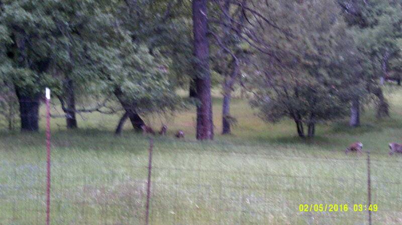 Sonora Deer Does (1).JPG