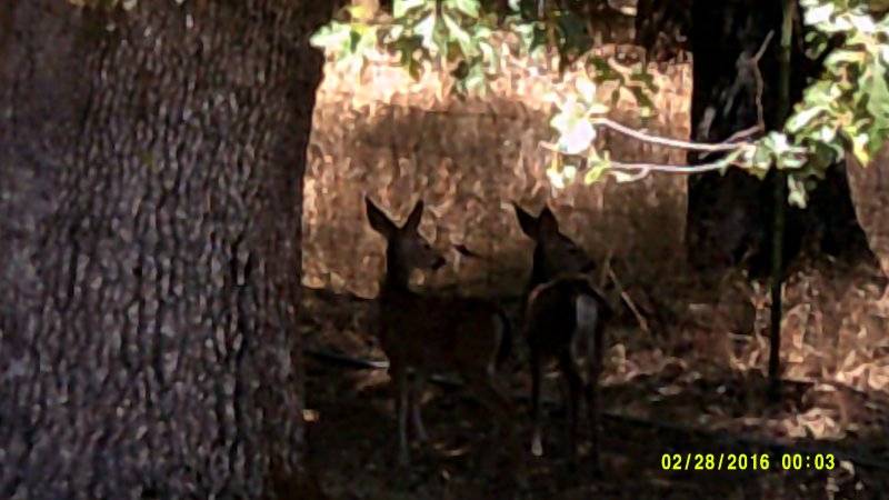 Sonora Deer Fawns Aug 8th (1).JPG