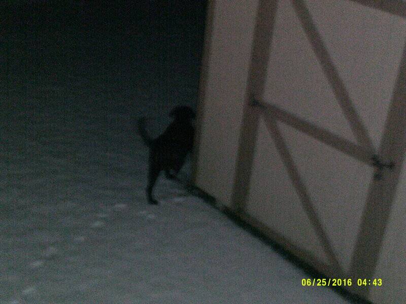 Sonora snow 2-22-2018 Elvis peeing.JPG