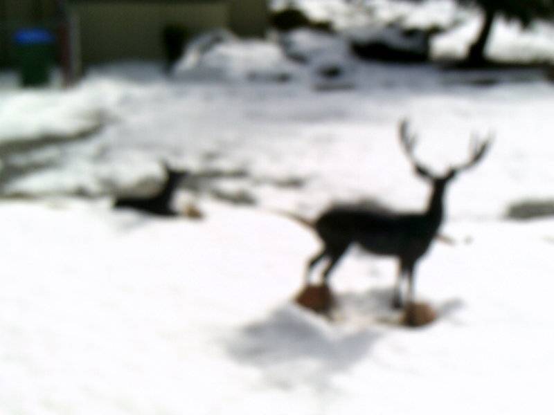 Sonora Snow 2-8-2019 deer statues.JPG