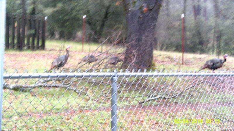 Sonora Turkeys #2.JPG