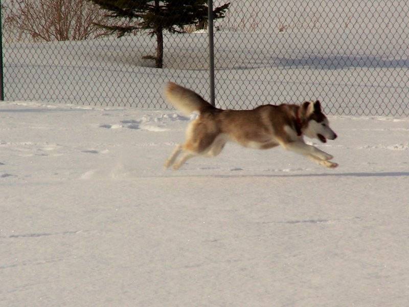 Sonya leaping at speed.jpg