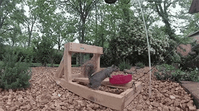 squirrel-nuts.gif