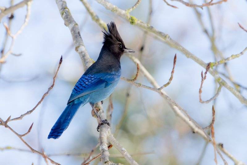 Stellar Jay.jpg