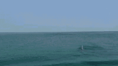 tenor (14).gif