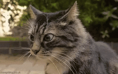 tenor (6).gif