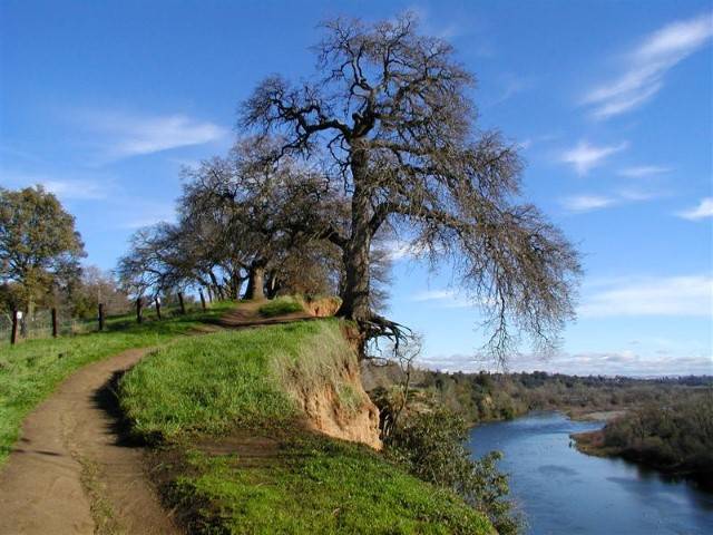 The Tree Fair Oaks Bridge 030 (Medium).jpg