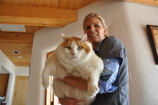 thumb-1336480124286-worlds_largest_cat_ii.jpg