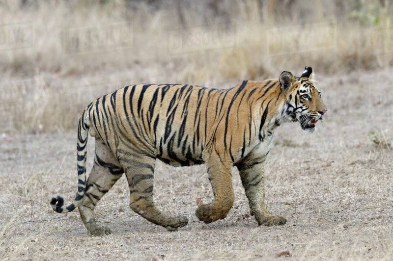 tiger.jpg