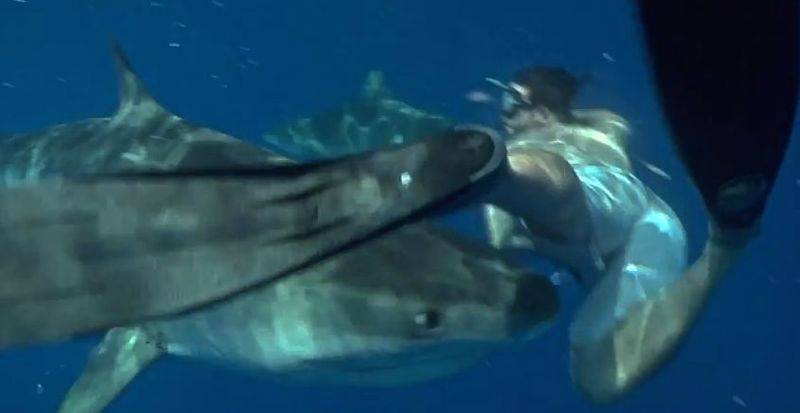 tiger-shark-5-.jpg