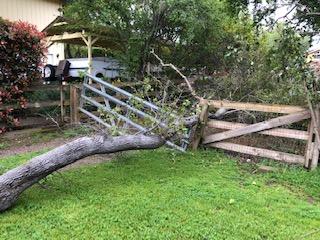 Tree 3.jpg