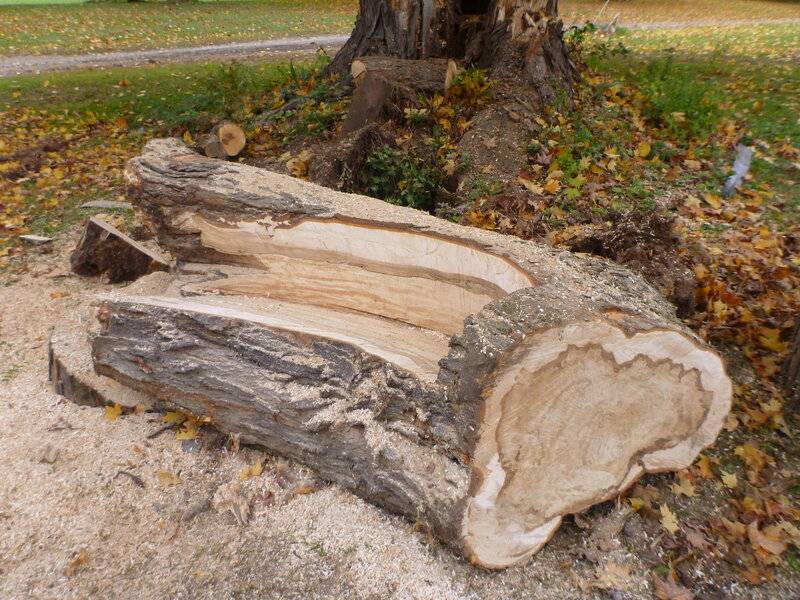 treefrontyardbench 017.JPG