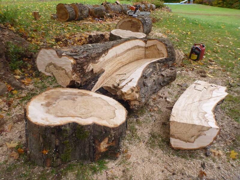 treefrontyardbench 023.JPG