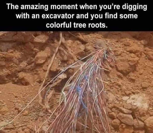 treeroots.jpg
