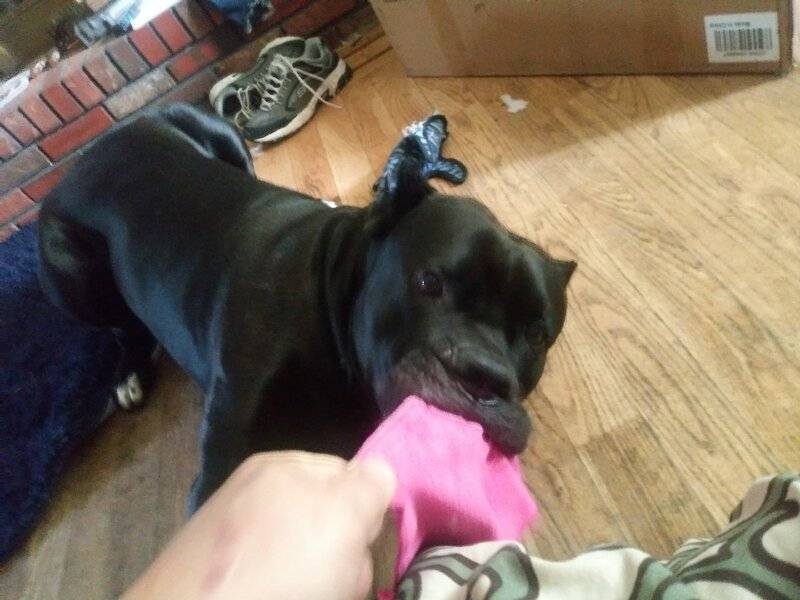 tug2.jpg
