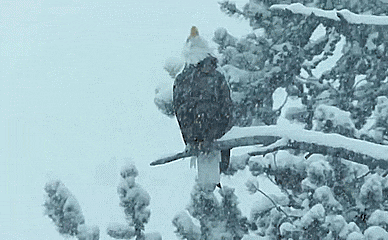 tumblr_ojd4b3jUl01rchkzlo1_400.gif