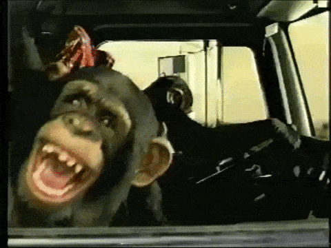 tumblr_p56pe7y8EP1t1a1iao1_500.gif