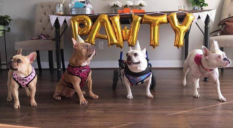 u=https%3A%2F%2Fwww.handicappedpets.com%2Fblog%2Fwp-content%2Fuploads%2F2019%2F08%2FParty-Banner.jpg