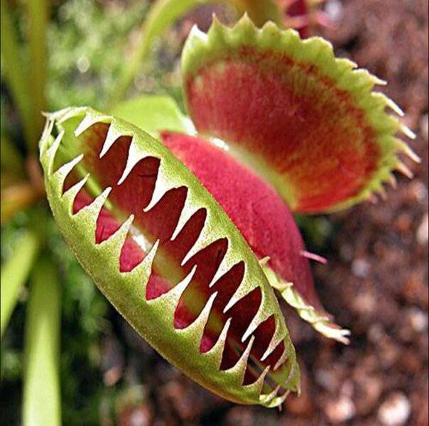 Venus-Flytrap-8.jpg