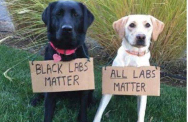 wcbd-black-labs-matter-dog_37240990_ver1.0.jpg