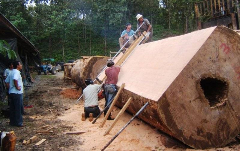 we-can-cut-very-big-slabs-of-wood.jpg