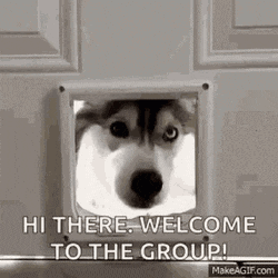 welcome-aboard-husky-dog-dscbqbt7ontzngit.gif
