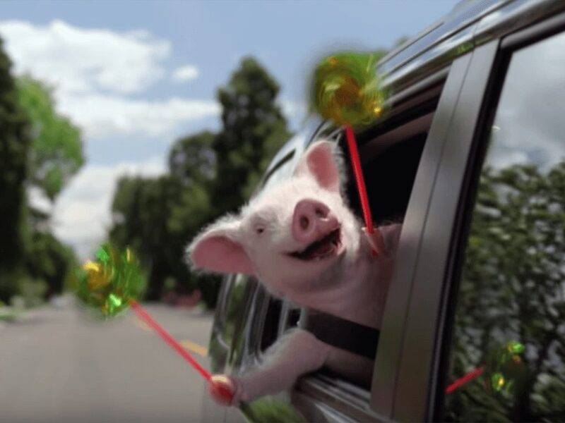 wersm-geico-maxwell-the-pig.jpg