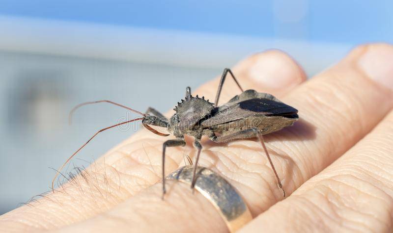 wheel-bug-arilus-cristatus-species-large-assassin-shaped-pronotal-armor-common-eastern-north-a...jpg