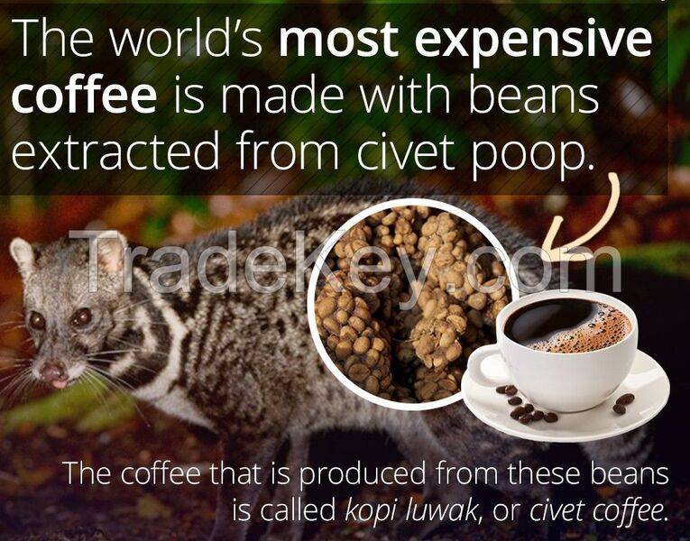 wild-cup-civet-coffee.jpg