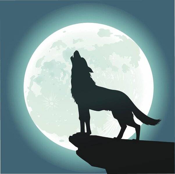 wolf.jpg