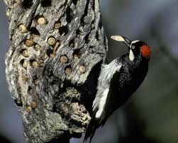Woodpecker Acorn Woodpecker Melanerpes Formicivorus.jpg
