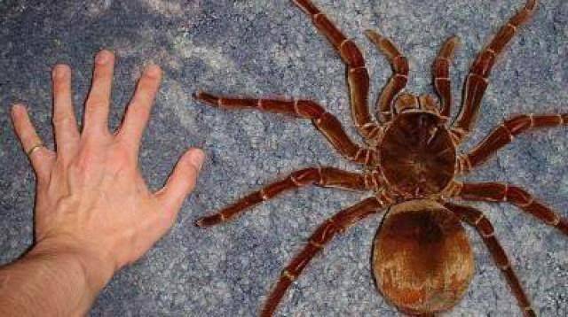 worlds-biggest-spider-giant-spider-13.jpg