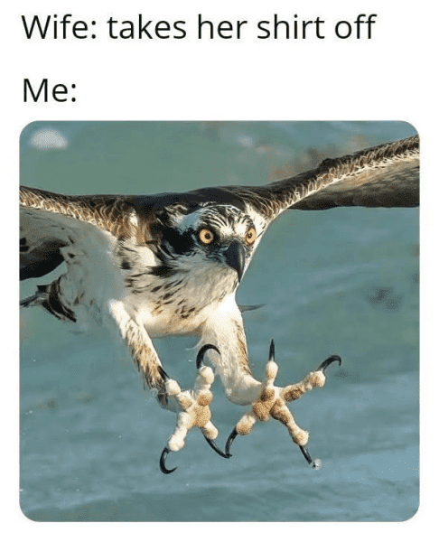 xo 2.png