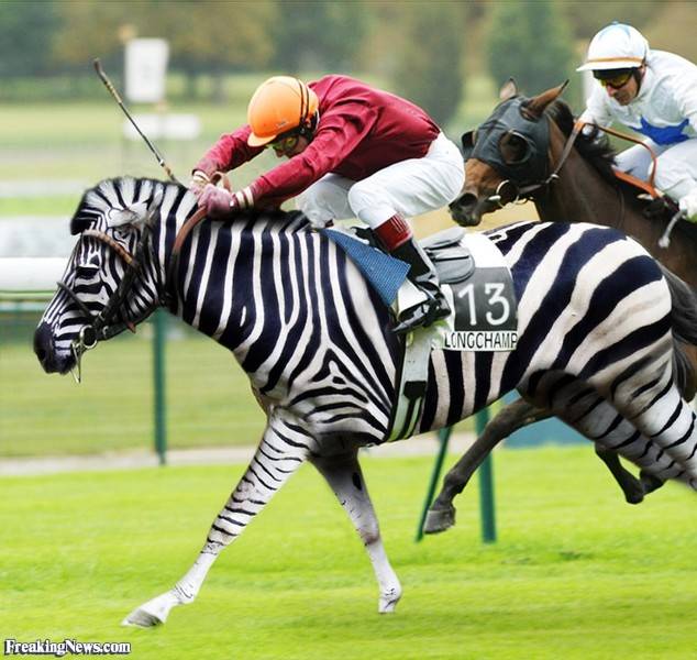 Zebra-Running-in-a-Horse-Race--41482.jpg