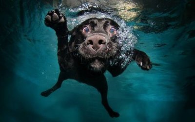 Dog Labs doing what labs do.jpg