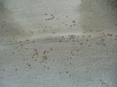 stubborn vine roots 2.JPG