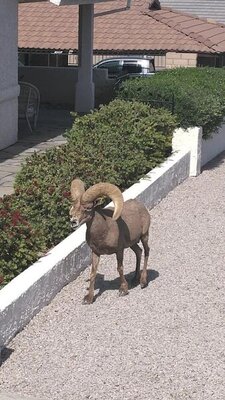 Rams_2021_2.jpg