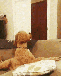 disappear.gif