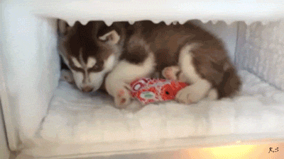 husky.gif